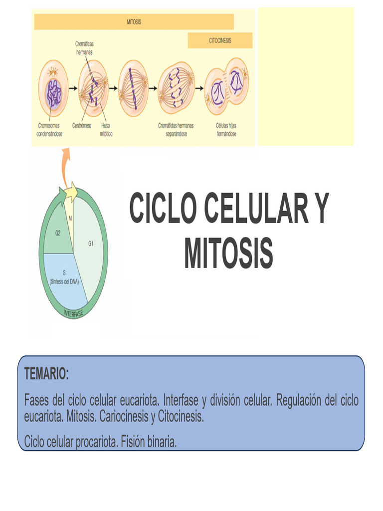 Ciclo Celular y Mitosis: Fases y Regulación | PDF | Mitosis | Cromosoma