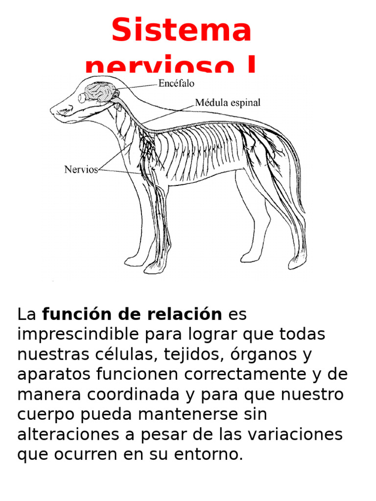 Sistema Nervioso I. 3ºeso | PDF | Neurona | Sinapsis