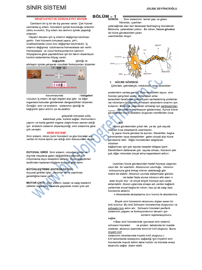 Sinir Sist | PDF