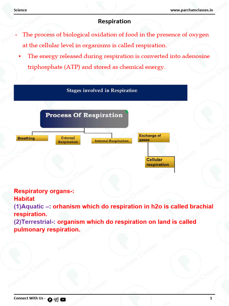 Understanding Human Respiration Mechanics | PDF | Respiratory System | Lung