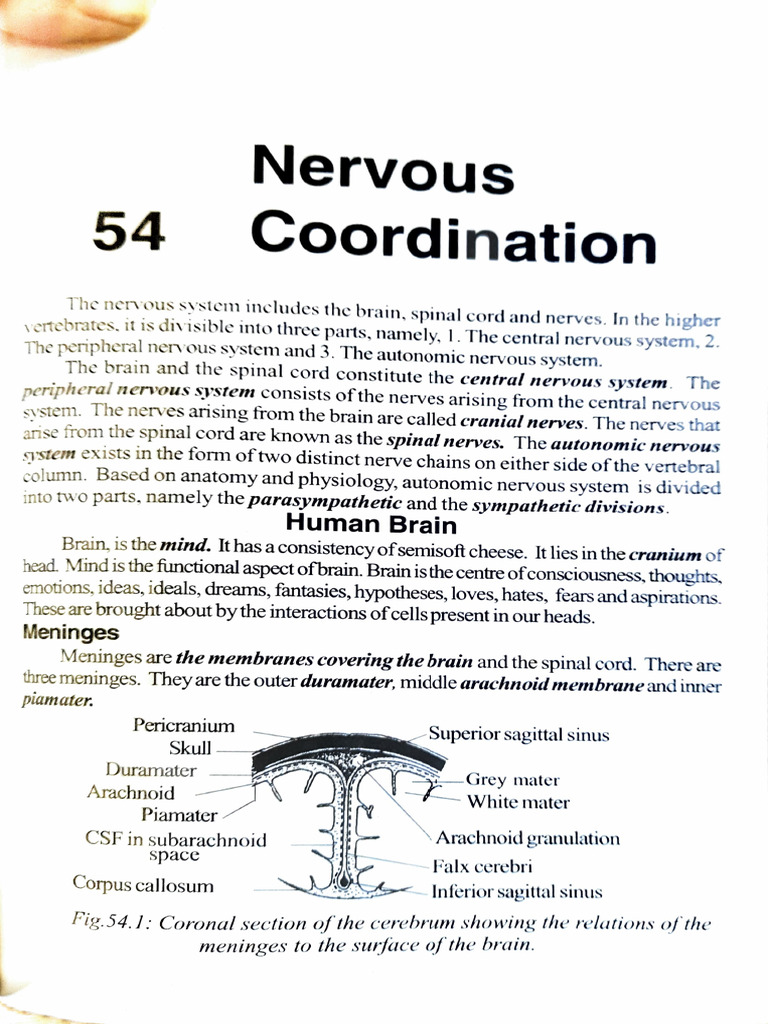 Anatomy and Functions of the Nervous System | PDF | Brainstem | Cerebrum