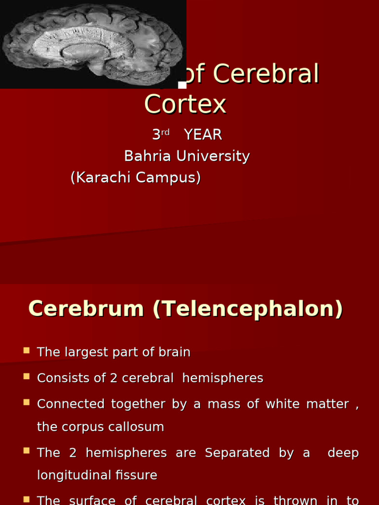Anatomy Functional Areas Cerebral Cortex 16092025 021120pm | PDF ...