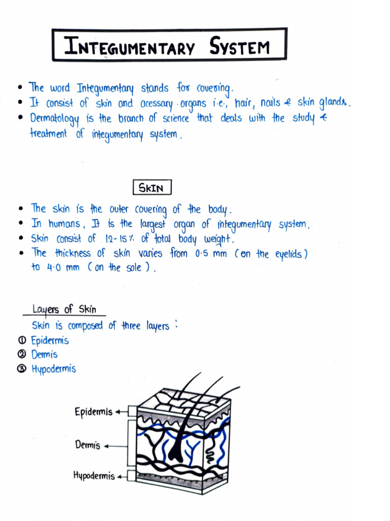 Integumentary System | PDF