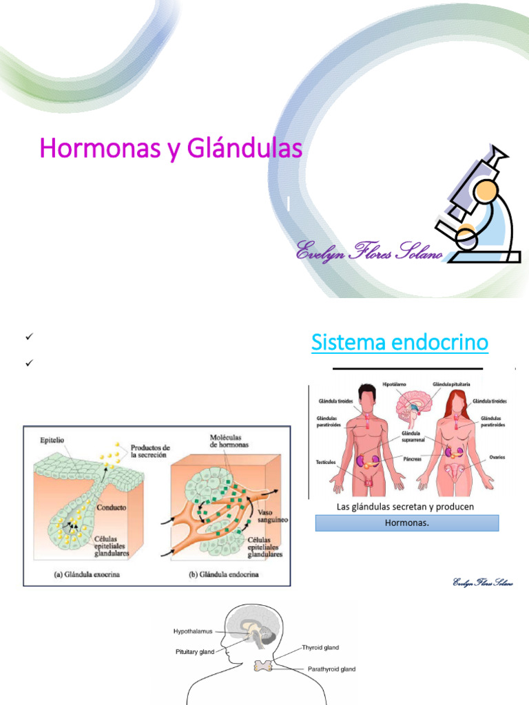 Hormonas y Glándulas Fiel | PDF | Sistema endocrino | Hormona