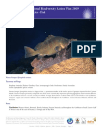 Cayman Islands National Biodiversity Action Plan 2009 3.M.2.3 Marine Species - Fish Nassau Grouper