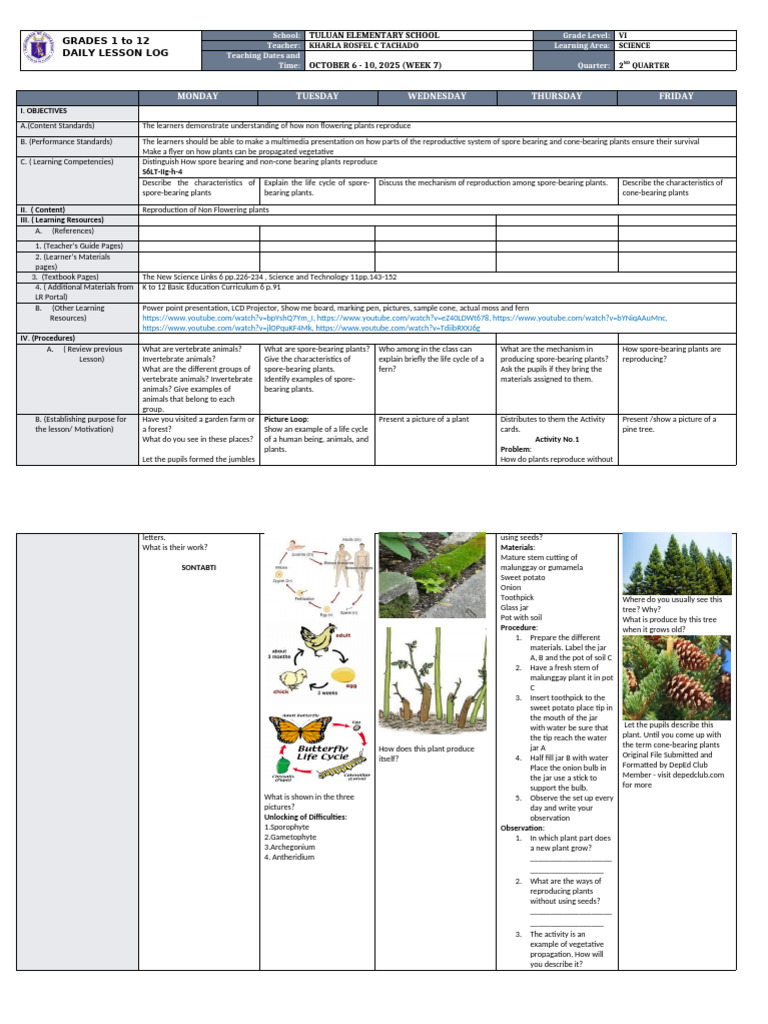 Life Cycle of Ferns in Grade 11 Science | PDF | Fern | Plants