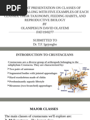 Subphylum Crustacea Taxonomy