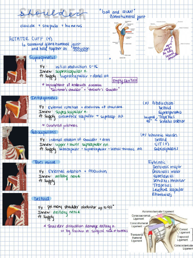 Anatomy and Function of the Shoulder | PDF | Elbow | Thumb