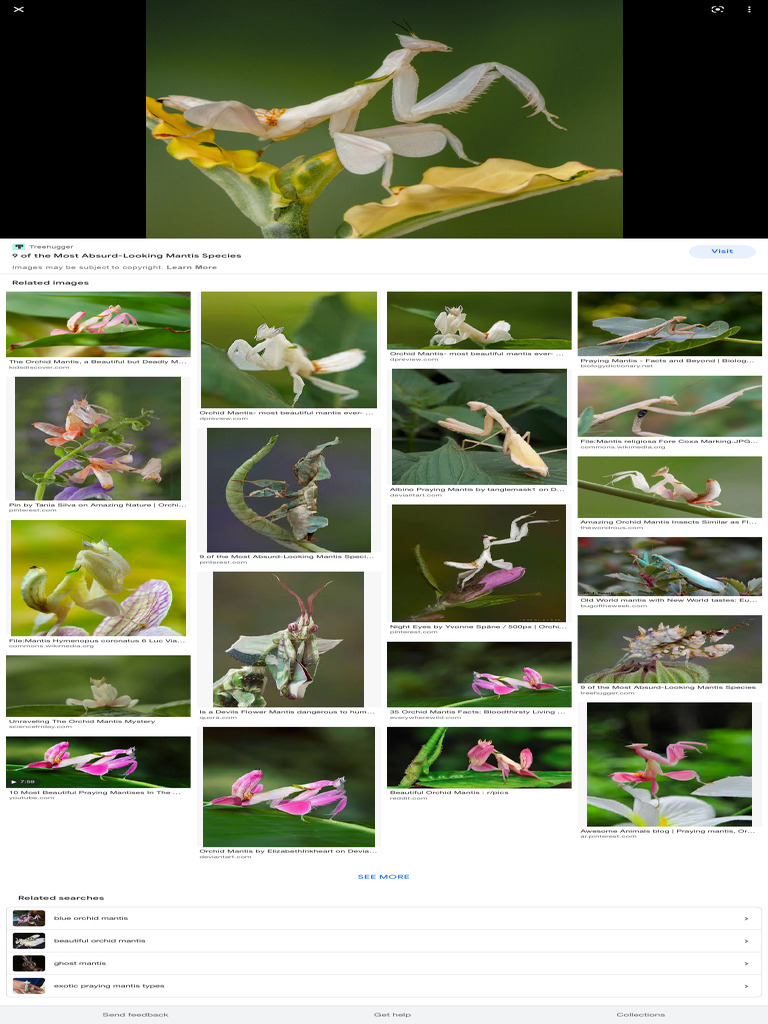 Absurd-Looking Mantis Species Explained | PDF | Zoology | Arthropods