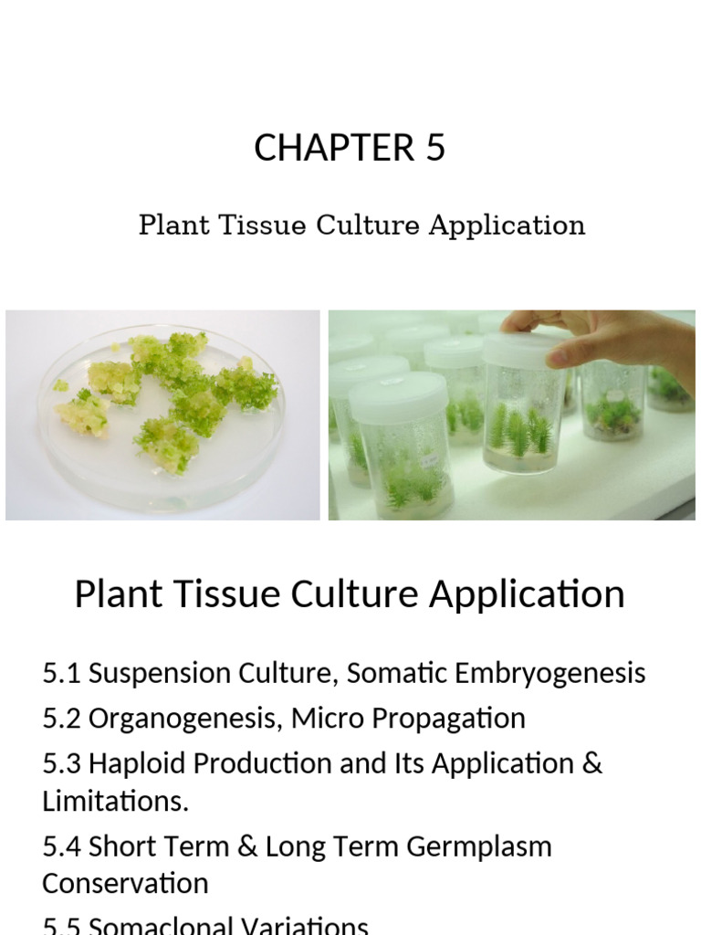Plant Tissue Culture Techniques Overview | PDF | Ploidy | Embryo