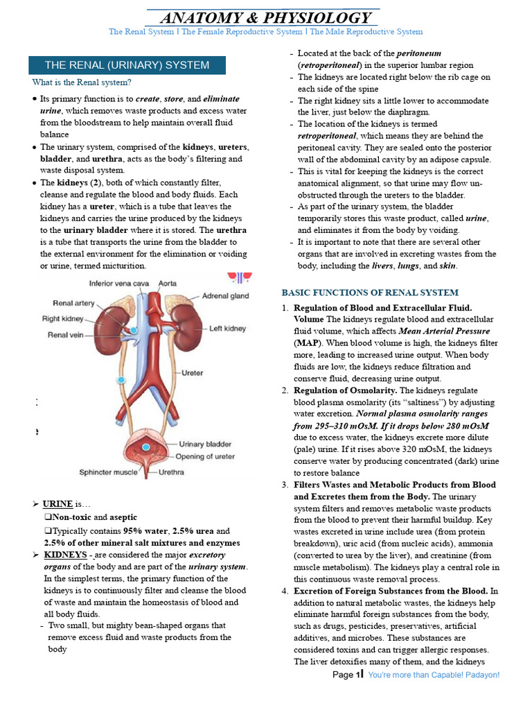 The Renal System I The Female Reproductive System I The Male ...
