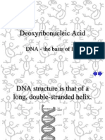 Deoxyribonucleic Acid: DNA - The Basis of Life