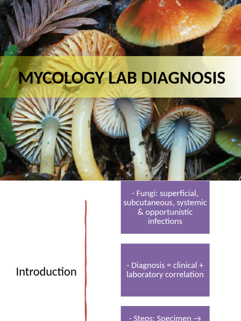 Mycology Lab Diagnosis Techniques | PDF | Fungus | Staining