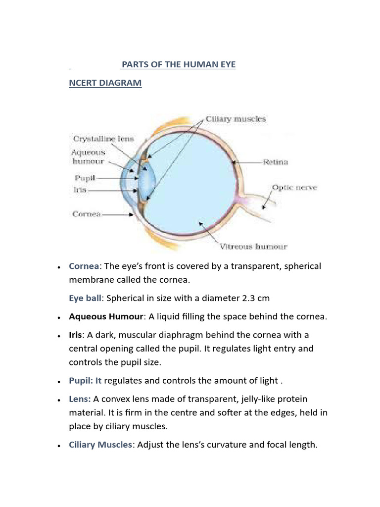 Parts of the Human Eye Explained | PDF