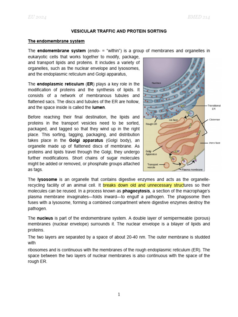 Endomembrane System Overview | PDF | Endoplasmic Reticulum | Lysosome
