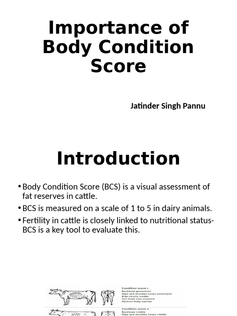 Importance of Body Condition Score | PDF