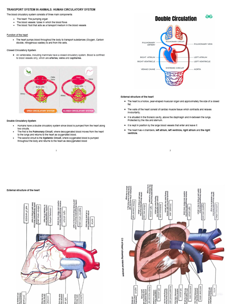 Circulatory System Life Sciences Grade 10 Notes | PDF | Atrium (Heart ...