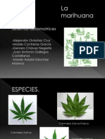 Efectos Biológicos de La Marihuana