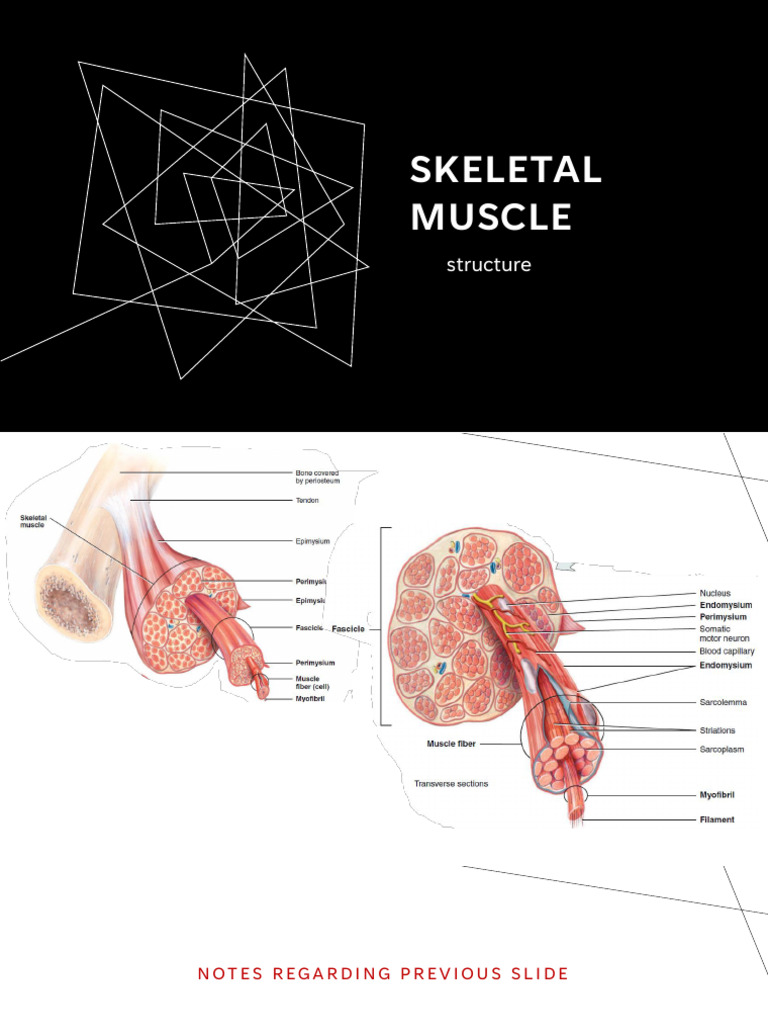 Skeletal Muscle Structure and Function | PDF | Muscle Contraction ...