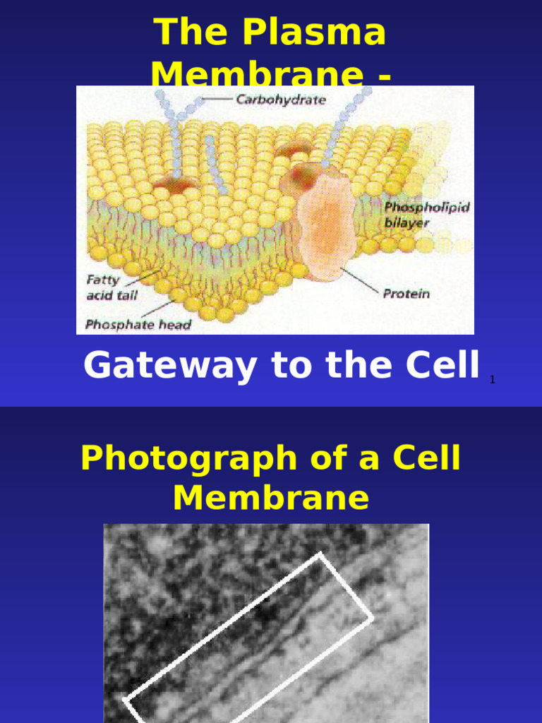 Plasma Membrane and Material Transport | PDF | Cell Membrane | Osmosis