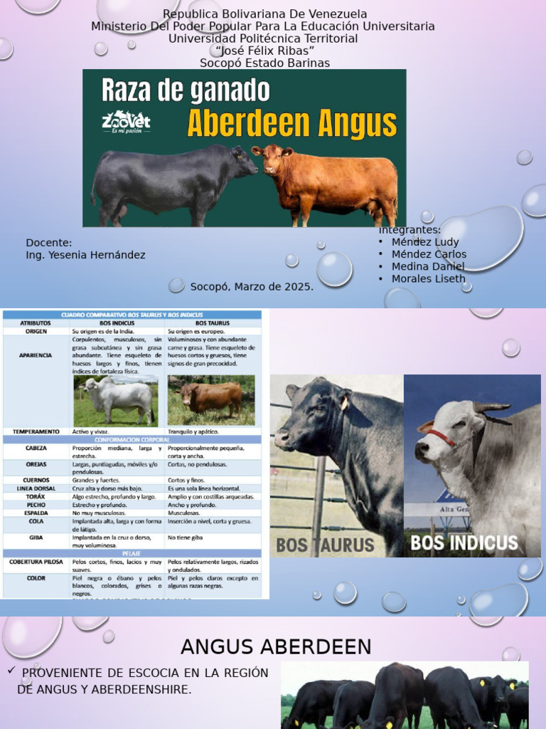 Características de la Raza Angus | PDF | Vacas | Carne