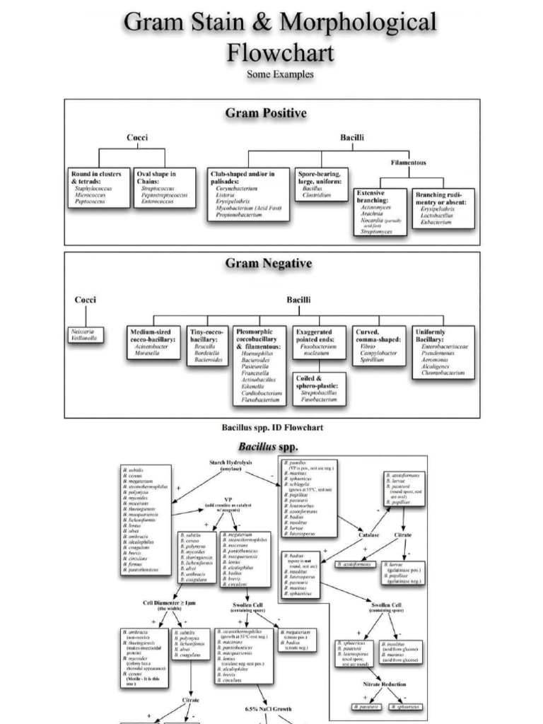 Bacteria Algorithm | PDF