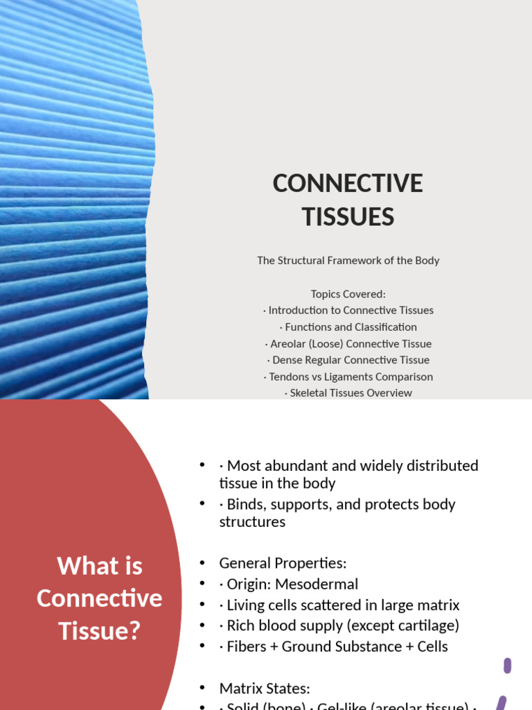 Overview of Connective Tissues | PDF | Connective Tissue | Morphology ...