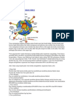 Macam-macam Daur Inveksi Virus
