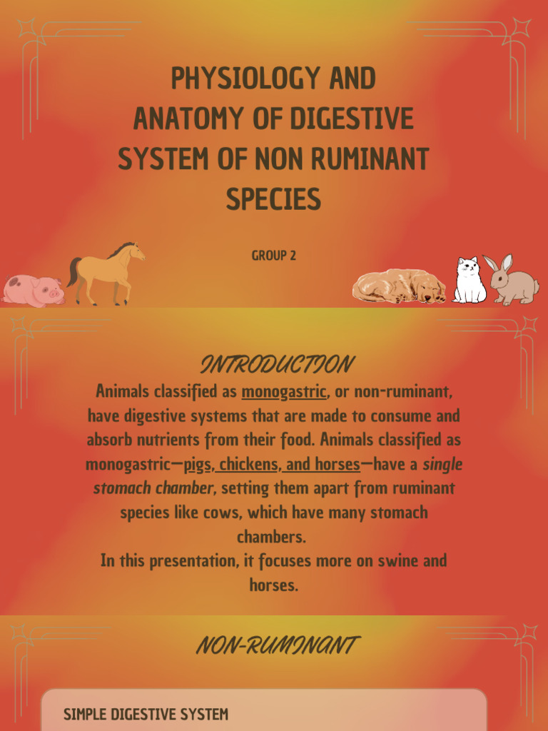 Non-Ruminant Digestive Physiology | PDF | Small Intestine | Stomach