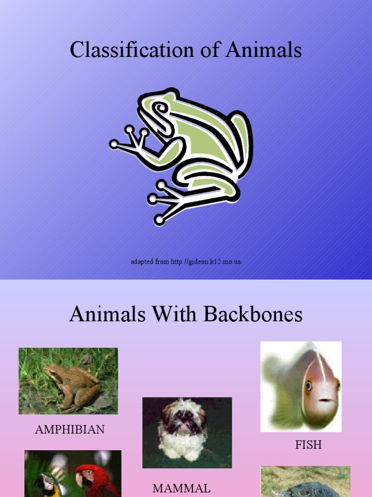 classification of animals Invertebrate Amphibian
