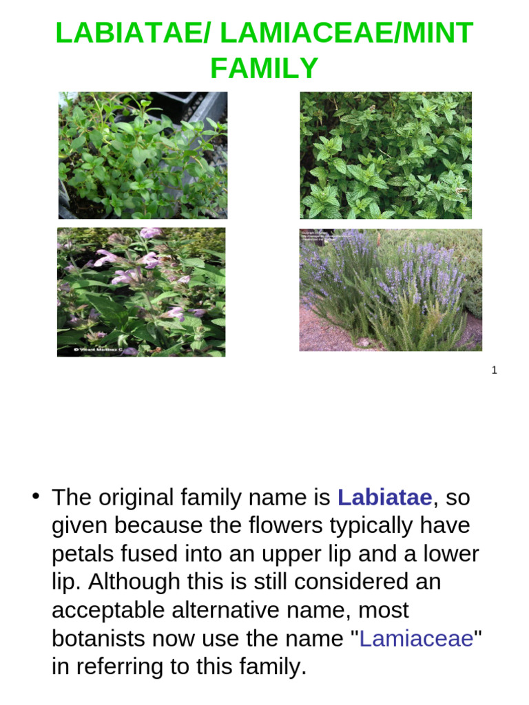 Labiatae/ Lamiaceae/Mint Family | PDF | Petal | Thyme