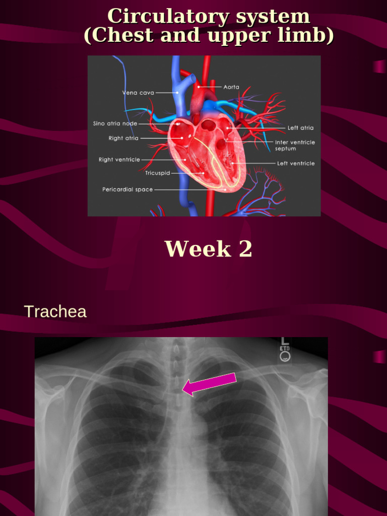 Circulatory System: Chest & Upper Limb Overview | PDF | Heart Valve | Aorta