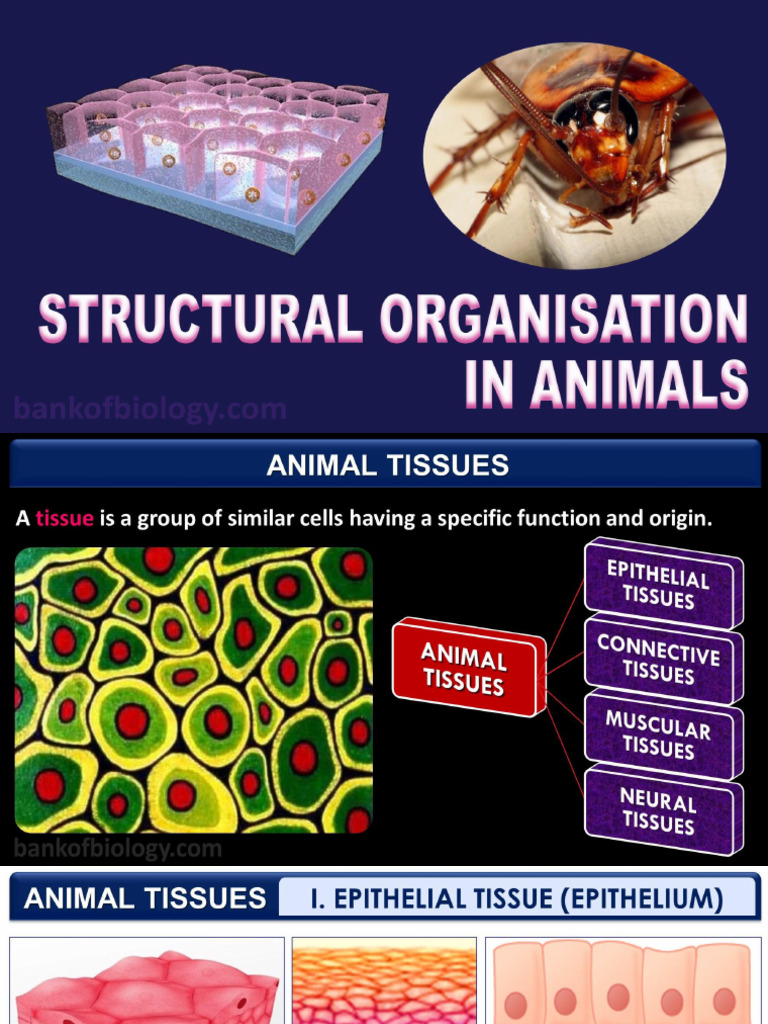 7 Structural Organisation in Animals - Picture Slides - Demo | PDF