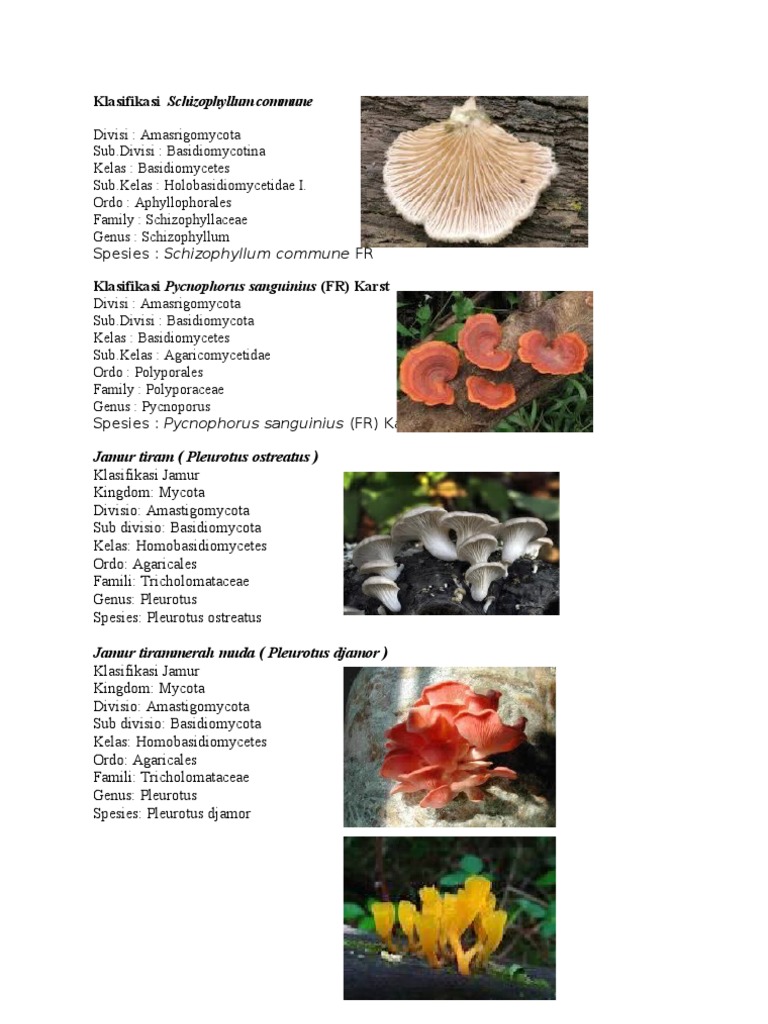  klasifikasi  5 jamur 