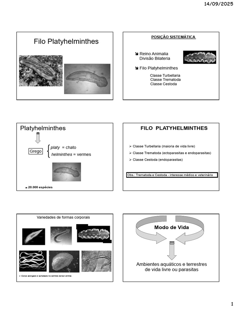 Aula 3-Filo Platyhelminthes 2025.2 | PDF | Biologia | Especialidades ...