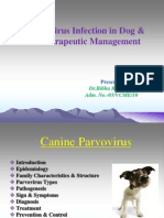 Dog Parvo Virus Guide: Symptoms, Diagnosis & Treatment