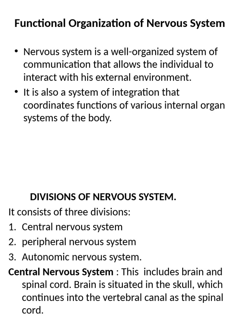 Nervous System Functional Organization | PDF | Nervous System | Neuron