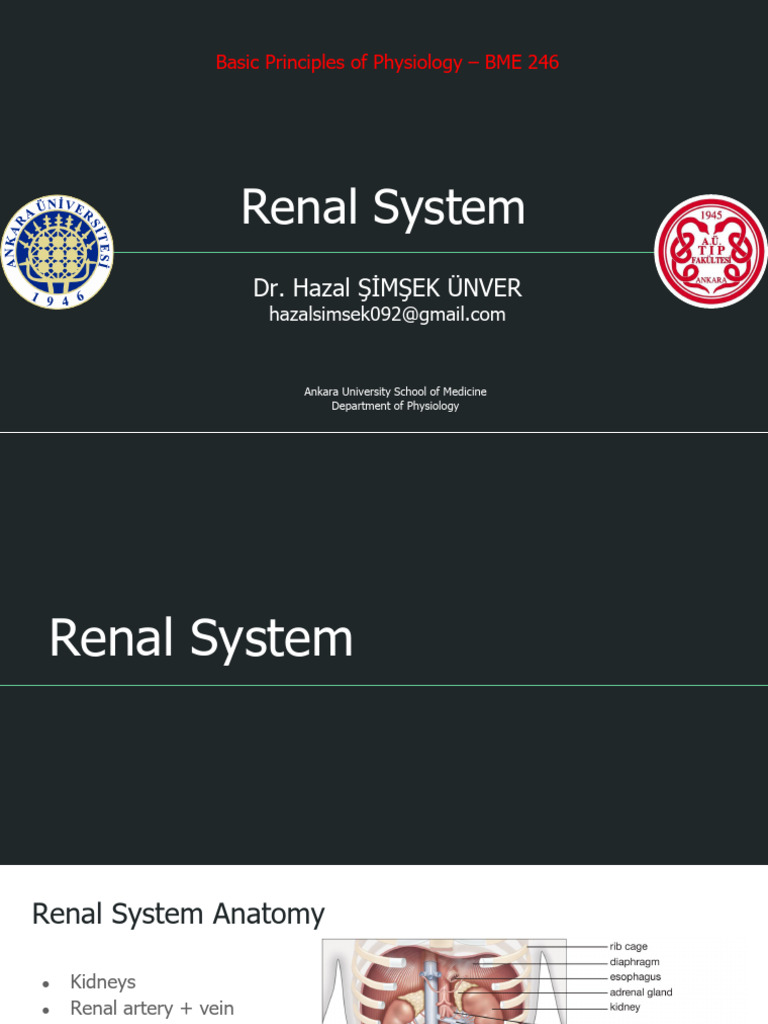 Overview of the Renal System Anatomy | PDF | Kidney | Hemodialysis