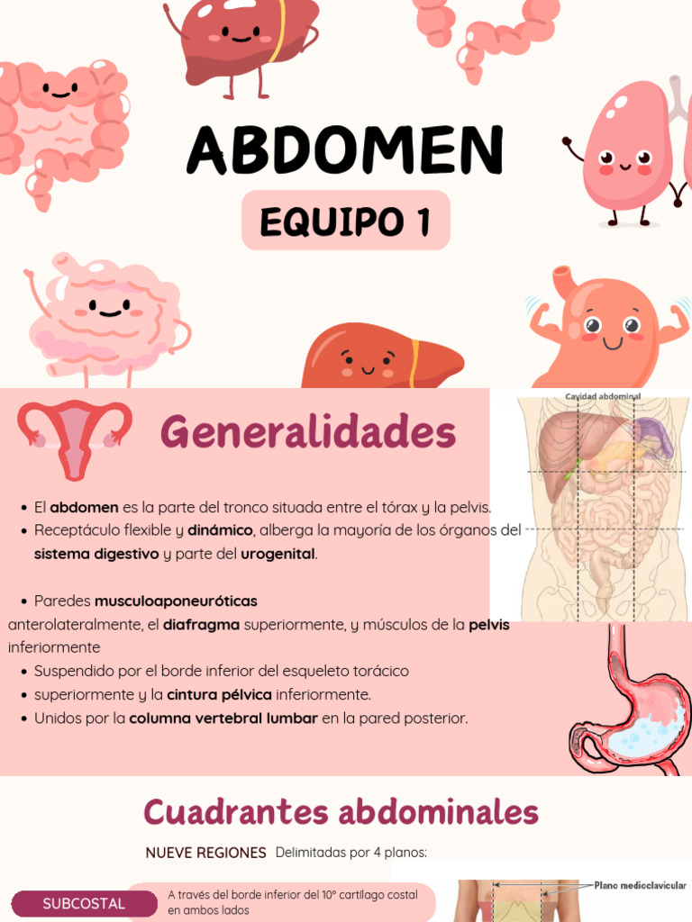 Abdomen Pared Anterolateral | PDF | Abdomen | Pelvis