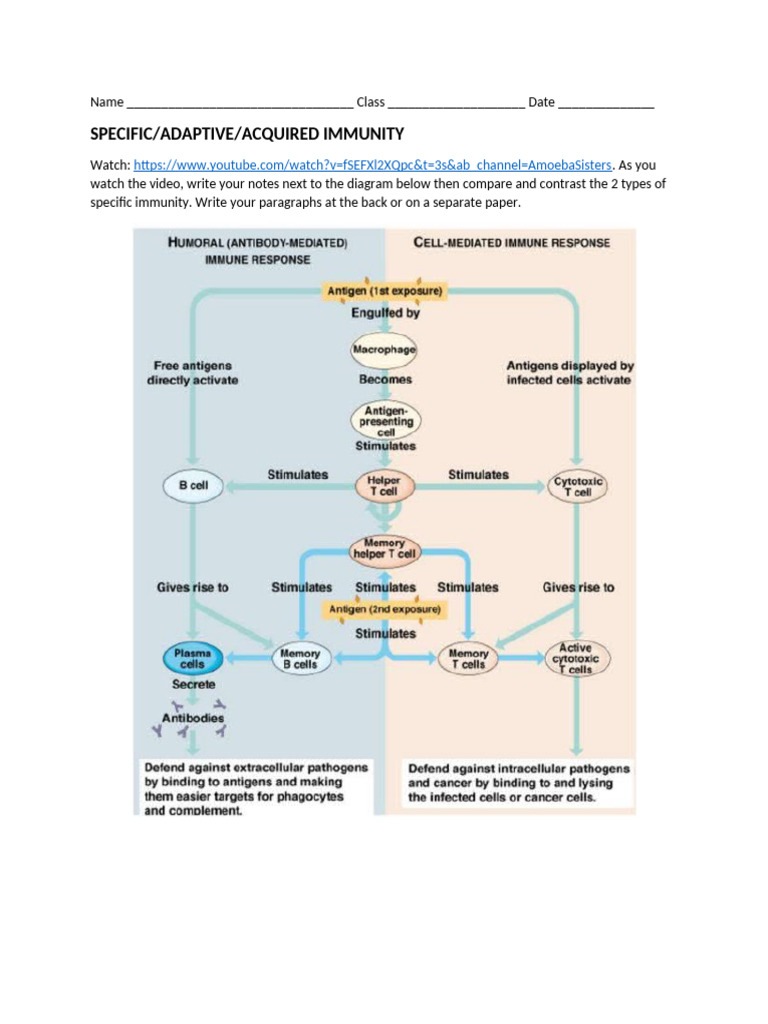 Understanding Specific Immunity Types | PDF