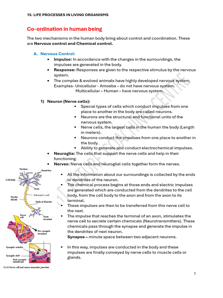 Human Nervous System Overview | PDF | Central Nervous System | Nervous ...