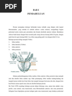 Download Benign Prostate Hyperplasia Defenisi by Yeye Maria SN93026060 doc pdf