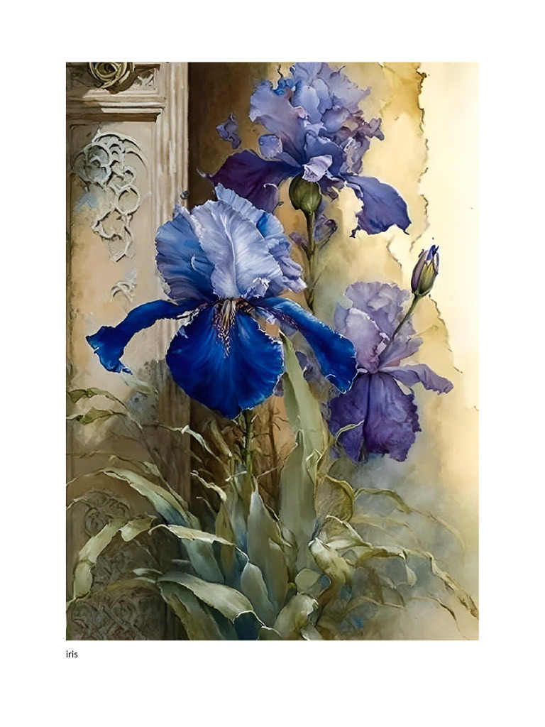 Iris | PDF