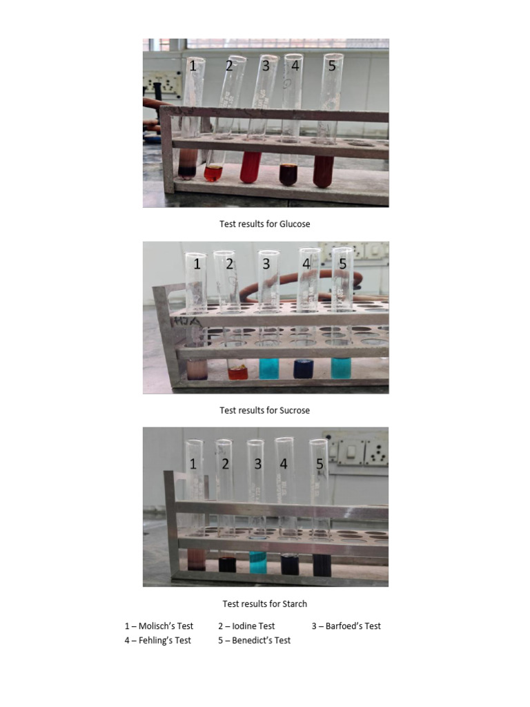 Test Results For Carbohydrates | PDF