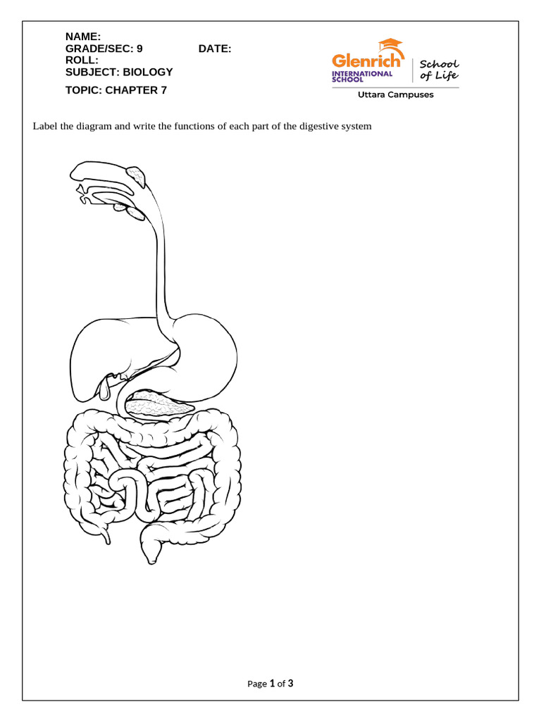 Digestive System Diagram and Functions | PDF