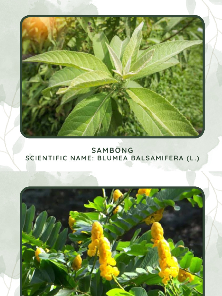 10 Herbal New | PDF