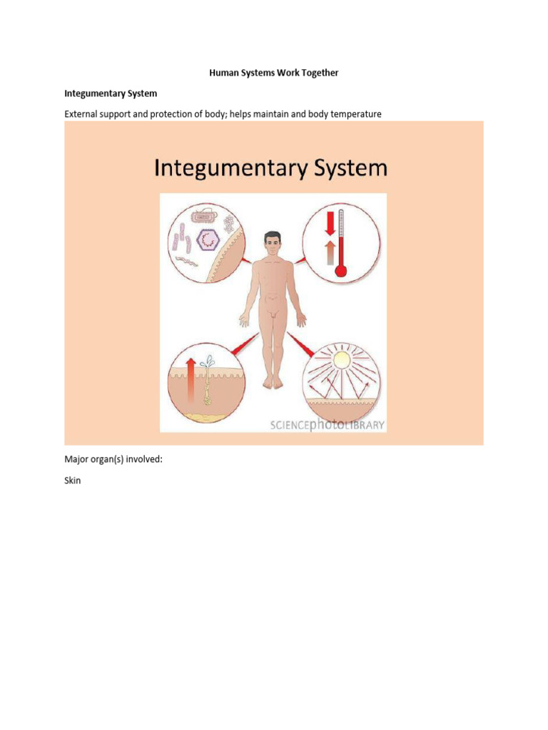 CHAPTER 1 - 11 Organ Systems | PDF | Human Body | Morphology (Biology)