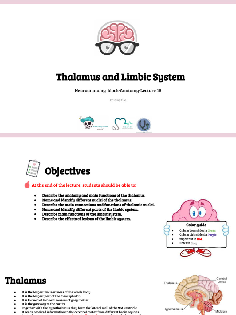 Lecture Thalamus and Limbic System | PDF | Thalamus | Limbic System