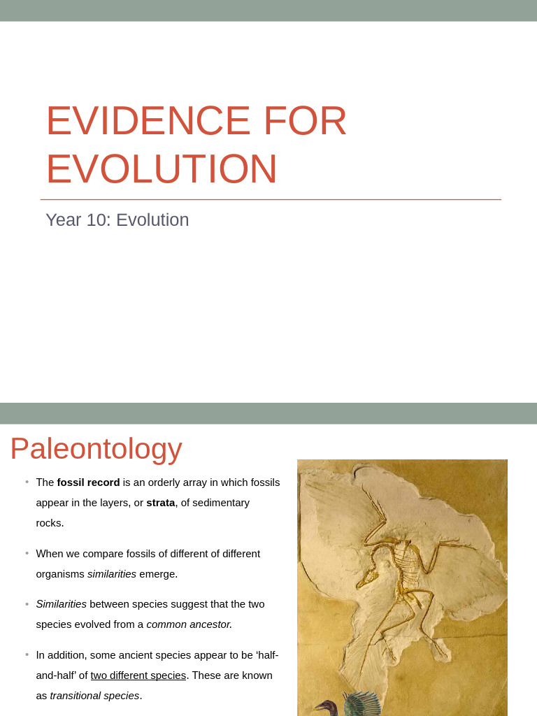 Evidence For Evolution Modified | PDF | Birds | Zoology