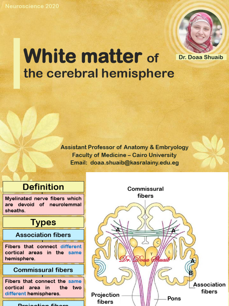 5. White Matter of Cerebral Hemisphere - Doaa 2020 | PDF | Cerebral ...